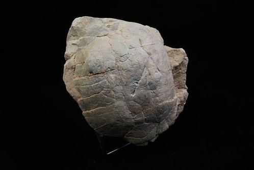 Schildpad - Fossiel rugschild - Espectacular fósil de, Verzamelen, Mineralen en Fossielen