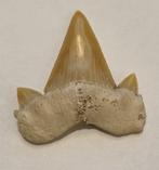 Requin Dent - - Otodus Obliquus haaien tanden - 5 cm - 5 cm, Nieuw