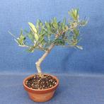 Olijf bonsai (Olea europaea) - Hoogte (boom): 29 cm - Diepte