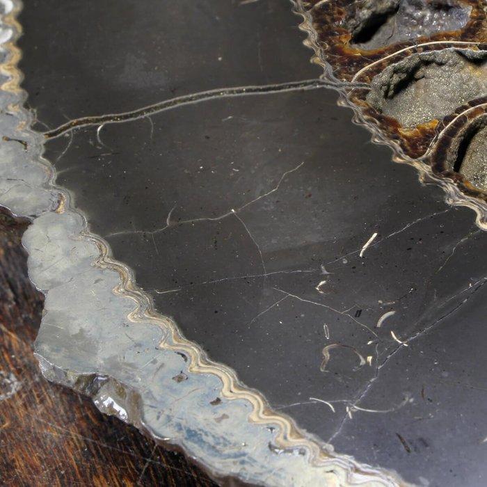 Echt uniek fossiel exemplaar - prachtige paar zwarte, Collections, Minéraux & Fossiles