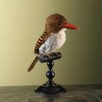 Zebra-IJsvogel V Taxidermie Opgezette Dieren By Max, Ophalen of Verzenden, Opgezet dier