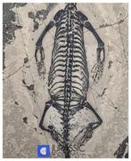 Mooi bewaard, authentieke Keichousaurus hui, marien reptiel