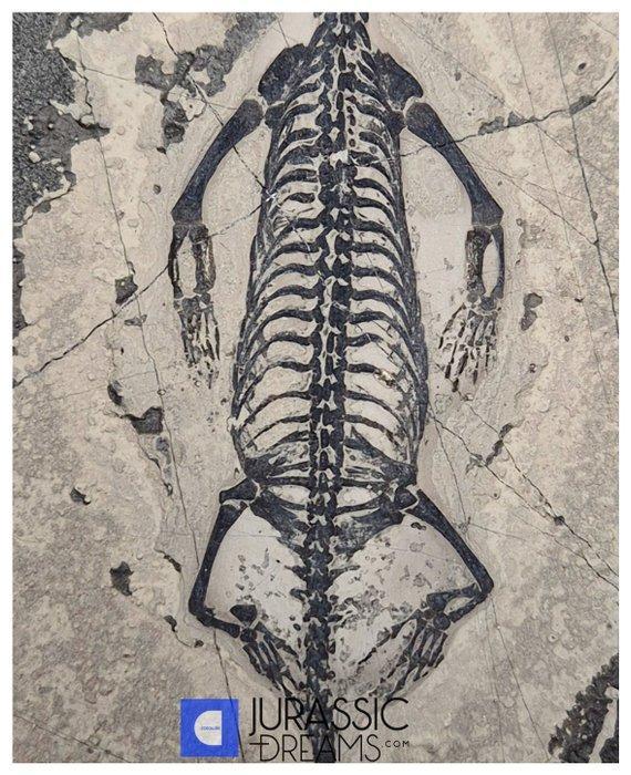 Mooi bewaard, authentieke Keichousaurus hui, marien reptiel, Verzamelen, Mineralen en Fossielen