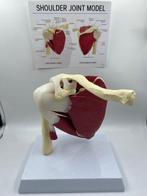 Lesmateriaal - Anatomical Model of the Shoulder - Plastic -