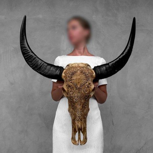 SANS PRIX DE RÉSERVE - C - Grand Crâne de Buffle dEau, Antiek en Kunst, Kunst | Designobjecten