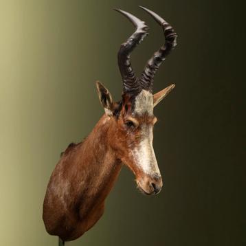 Hartenbeest Taxidermie Opgezette Dieren By Max