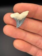 Requin - Dent fossile - Hemipristis serra - 2.1 cm - 1.6 cm, Collections