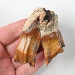 Wolharige neushoorn - Fossiele tand - Coelodonta