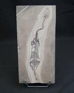 Zeereptiel - Gefossiliseerd dier - Keichousaurus hui - 24 cm, Verzamelen