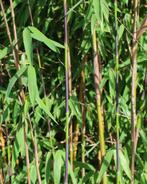 Fargesia Jiuzhaigou | Red panda, rode niet woekerende Bamboe, Tuin en Terras, Planten | Struiken en Hagen, Haag, Bamboe