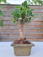 Bonsaï ficus à petites feuilles. - Hauteur (arbre) : 22 cm -, Antiek en Kunst, Curiosa en Brocante