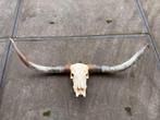1 Longhorn schedel 176 cm, Ophalen
