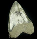 Haai - Fossiele tand - Otodus megalodon - 12.2 cm - 9 cm