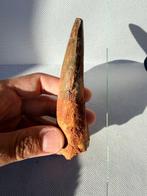 Dinosaurus - Fossiele tand - Spinosaurus aegyptiacus - 12.1, Verzamelen