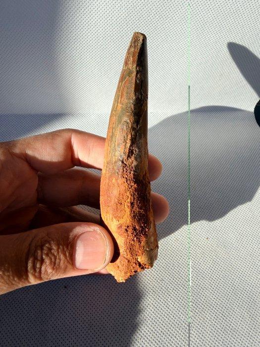 Dinosaurus - Fossiele tand - Spinosaurus aegyptiacus - 12.1, Verzamelen, Mineralen en Fossielen
