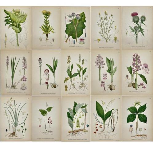 Carl Lindman (1856-1928) - Set of 15 Old Botanical Prints -, Antiek en Kunst, Antiek | Overige Antiek