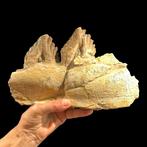 Fossiele tanden - Basilosaurus - 17 cm - 26 cm