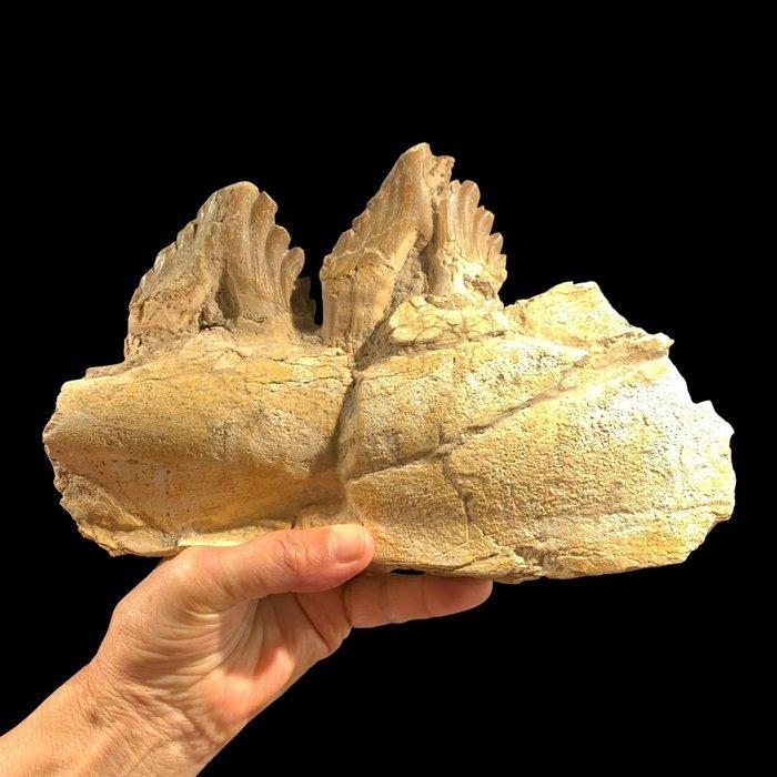 Fossiele tanden - Basilosaurus - 17 cm - 26 cm, Verzamelen, Mineralen en Fossielen