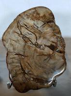 Versteend hout - Gefossiliseerd hout - Dipterocarpus sp., Verzamelen, Nieuw