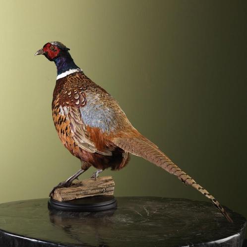 Fazant Taxidermie Opgezette Dieren By Max, Verzamelen, Dierenverzamelingen, Opgezet dier, Nieuw, Vogel, Ophalen of Verzenden
