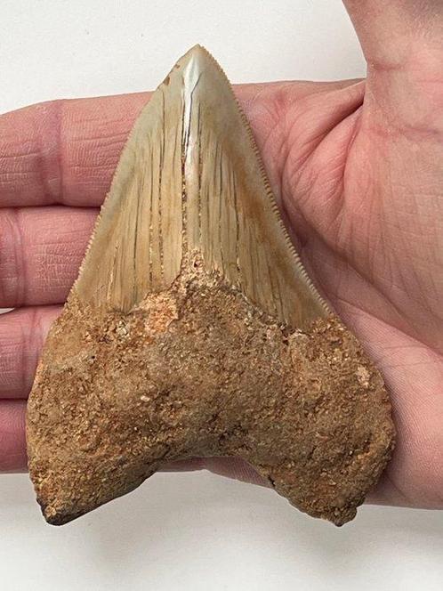 Megalodon tand 10,0 cm - Fossiele tand - Carcharocles, Verzamelen, Mineralen en Fossielen