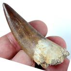 Tand - Fossiele tand - Zafarasaura oceanis - 52 mm - 16 mm, Verzamelen, Mineralen en Fossielen