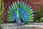 Steel Peacock - Beeldje - Staal