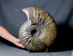 Grote en decoratieve ammoniet - zelden verkrijgbaar -