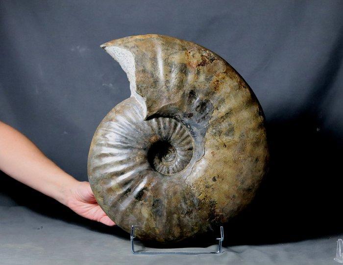 Grote en decoratieve ammoniet - zelden verkrijgbaar -, Collections, Minéraux & Fossiles