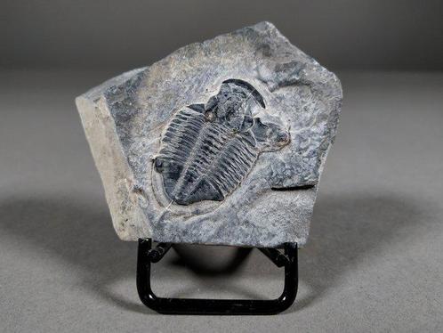 Trilobiet - Gefossiliseerd dier - Elrathia kingi - 5.6 cm -, Verzamelen, Mineralen en Fossielen