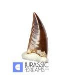 Dent de dinosaure Abelisaurid Majungasaurus crenatissimus de