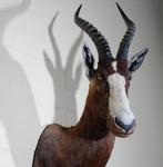 Blesbok Taxidermie volledige montage - Damaliscus pygargus, Antiek en Kunst