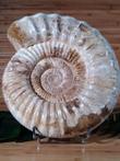 Ammoniet witte schelp Gepolijst - Schelp - Kranaosphinctes