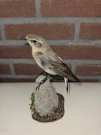isabel tapuit Taxidermie volledige montage - Oenanthe, Nieuw