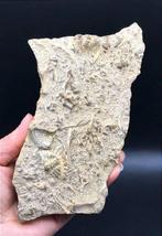 Diverse trilobieten vastgemaakt aan stenen platen -