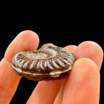 Ammoniet - Gefossiliseerde schelp - Polyptectus discoides -, Verzamelen