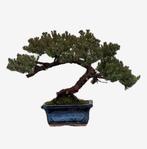 Jeneverbes bonsai (Juniperus) - Hoogte (boom): 19 cm -