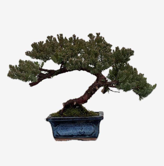 Jeneverbes bonsai (Juniperus) - Hoogte (boom): 19 cm -, Antiquités & Art, Curiosités & Brocante