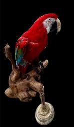 Ara Support de corps entier pour taxidermie - Ara, Nieuw