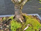 Den bonsai (Pinus) - Hoogte (boom): 40 cm - Diepte (boom):