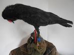 Corbeau Support de corps entier pour taxidermie - Grand