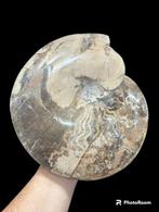 Ammoniet - Gefossiliseerd dier - ammonite - 30 cm - 27.5 cm