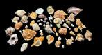 60 World Shells collection - - Diorama - 1970-1980