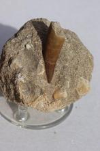 tanden van dinosaurussen en haaien - Gefossiliseerd dier - 7, Verzamelen