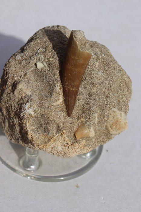 tanden van dinosaurussen en haaien - Gefossiliseerd dier - 7, Verzamelen, Mineralen en Fossielen