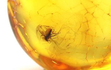 Authentieke Baltische amber met fossiele