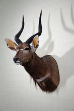 Fine Nyala Taxidermie wandmontage - Tragelaphus angasii - 45, Verzamelen, Dierenverzamelingen, Nieuw