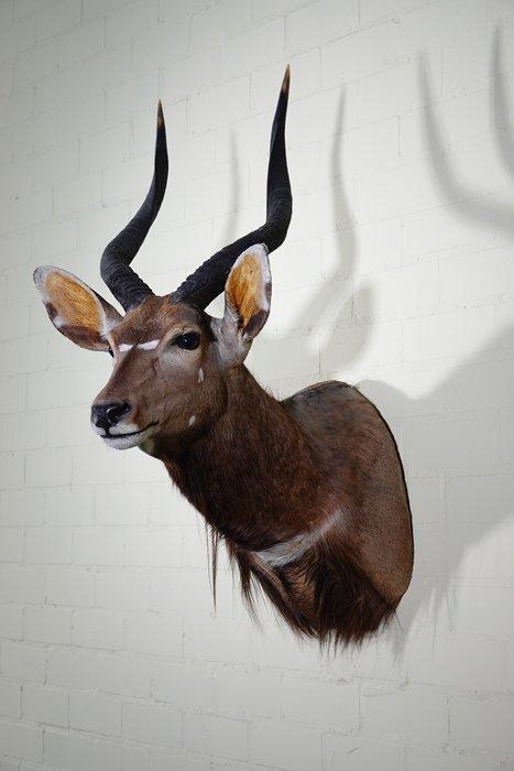 Fine Nyala Taxidermie wandmontage - Tragelaphus angasii - 45, Verzamelen, Dierenverzamelingen