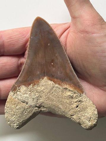 Megadolon tand 10,6 cm - Fossiele tand - Carcharocles