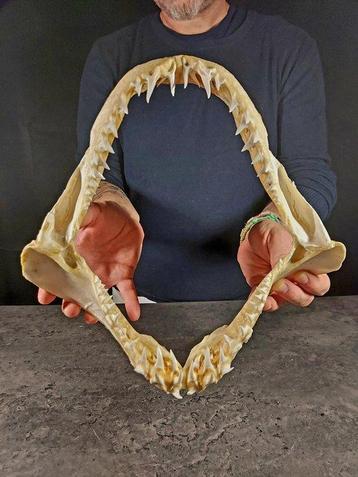 _grande mâchoire de requin mako_ Support de corps entier